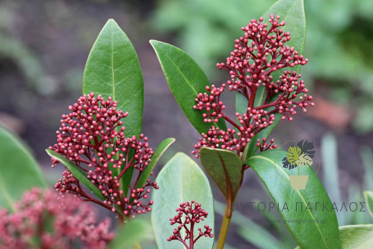 ΣΚΙΜΜΙΑ – Skimmia japonica - 2